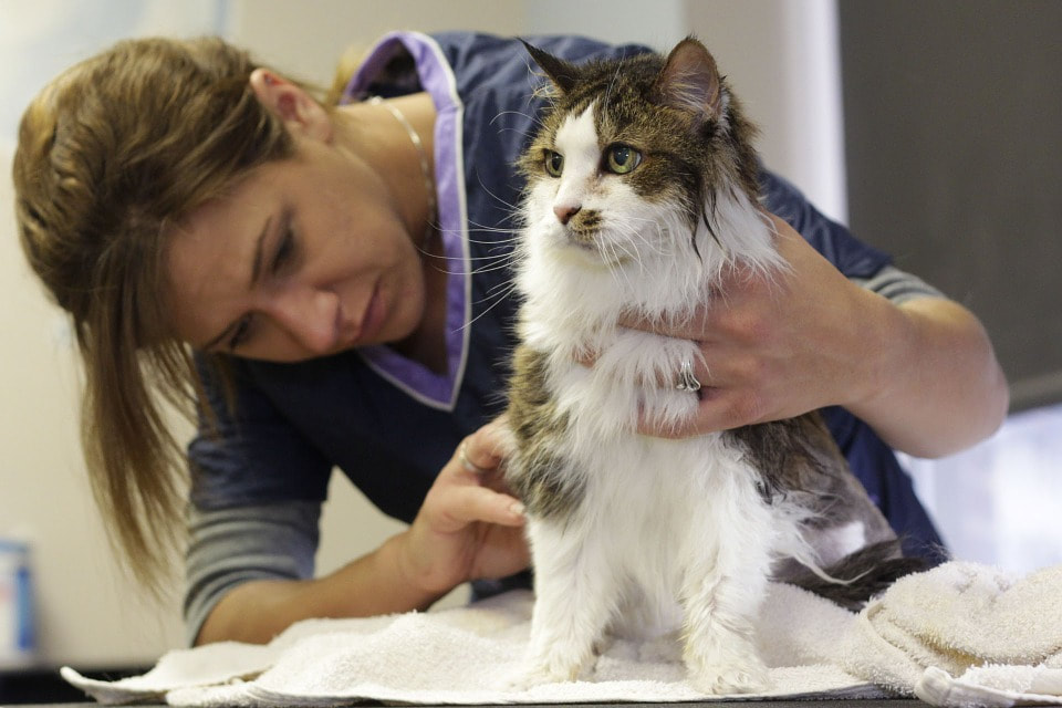 adult-education-pet-care-course