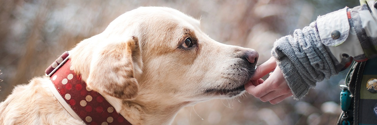 petcare-courses-limerick-kildare-dublin_2_orig (1)